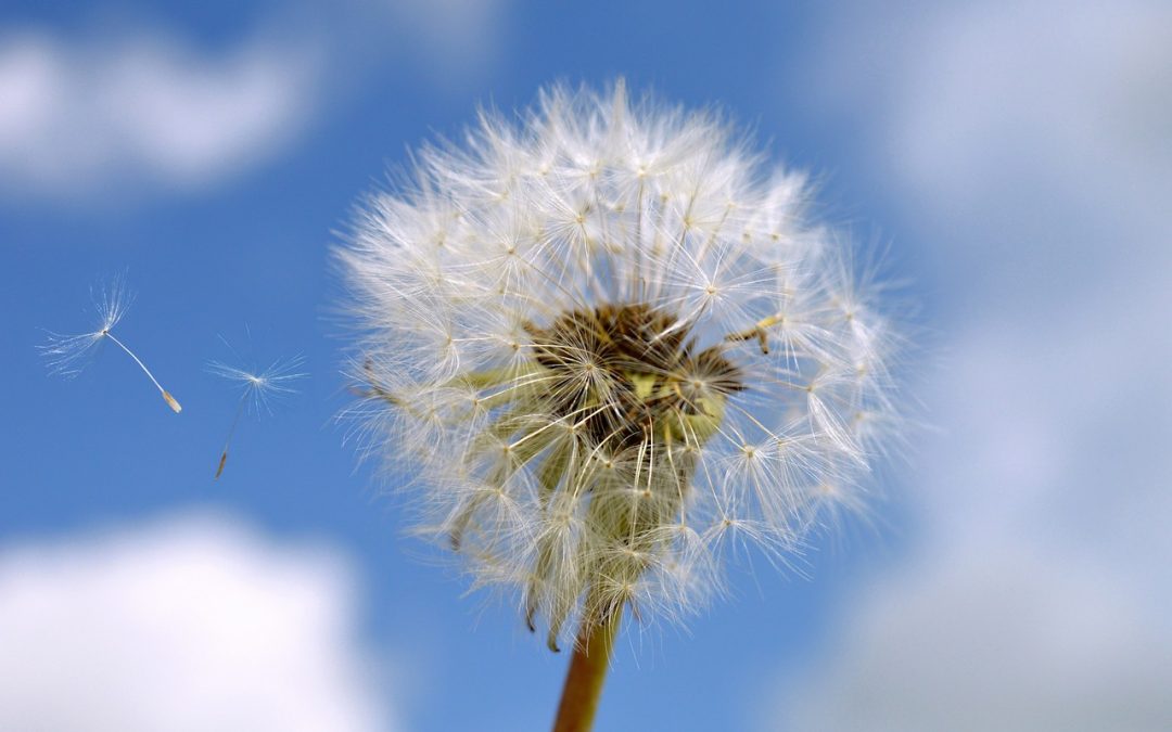Preparación para las alergias primaverales: consejos para una transición sin problemas